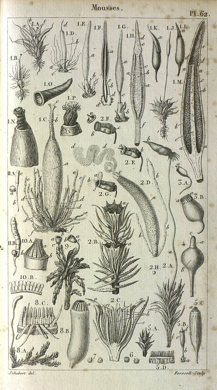 Mousses, planche extraite de Elémens de physiologie végétale et botanique