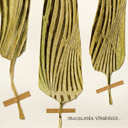 "Translatéa virginicus" de Marc Pessin