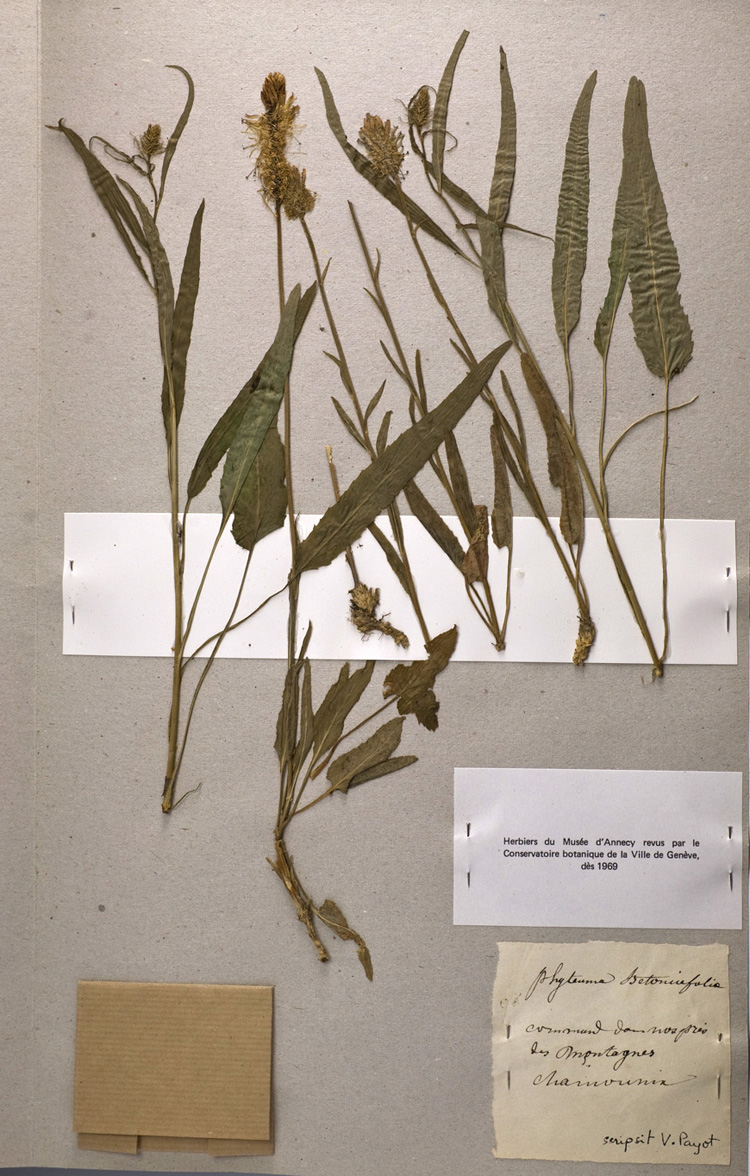 Phyteuma betonicoefolium