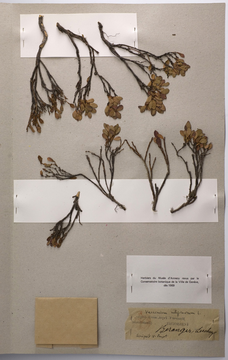 Vaccinium uliginosum