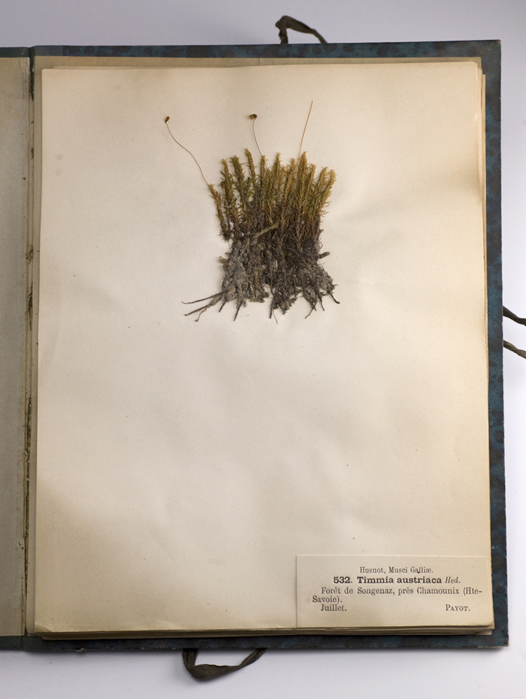 Timmia austriaca