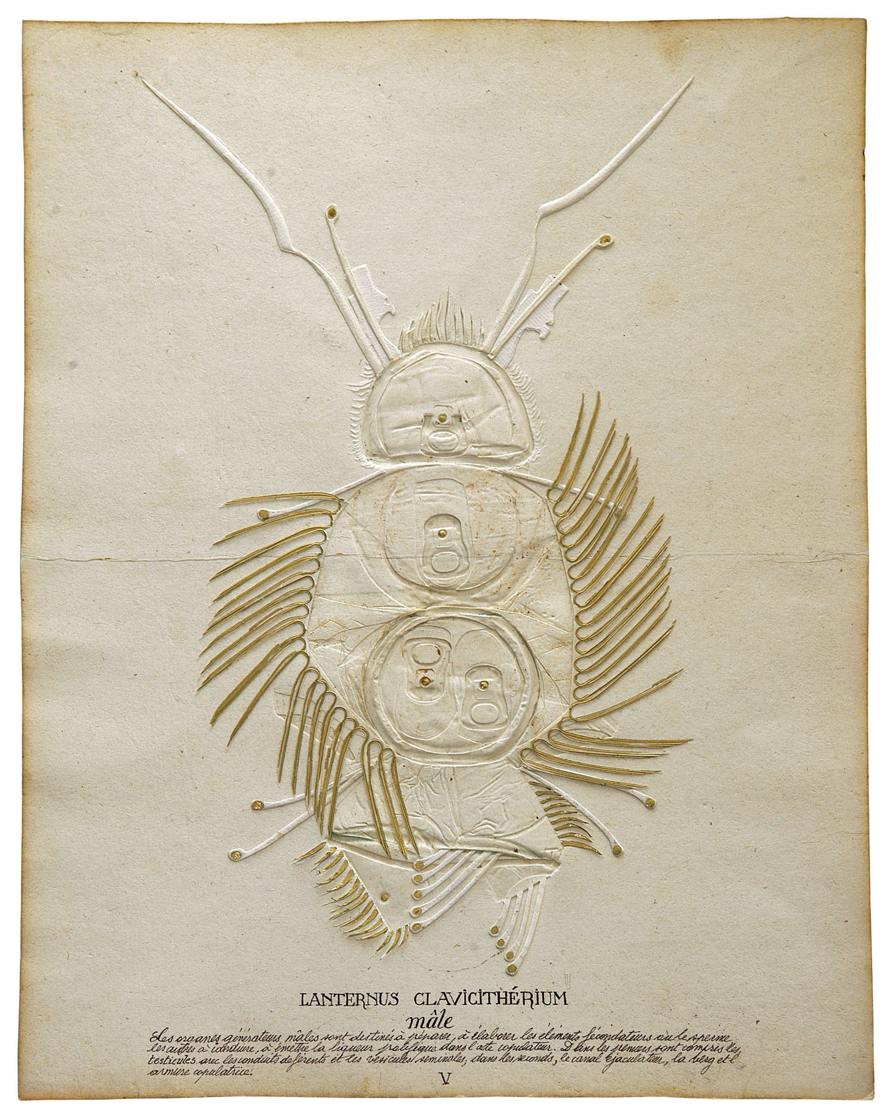 Le Lanternus clavicitherium du massif de Chartreuse