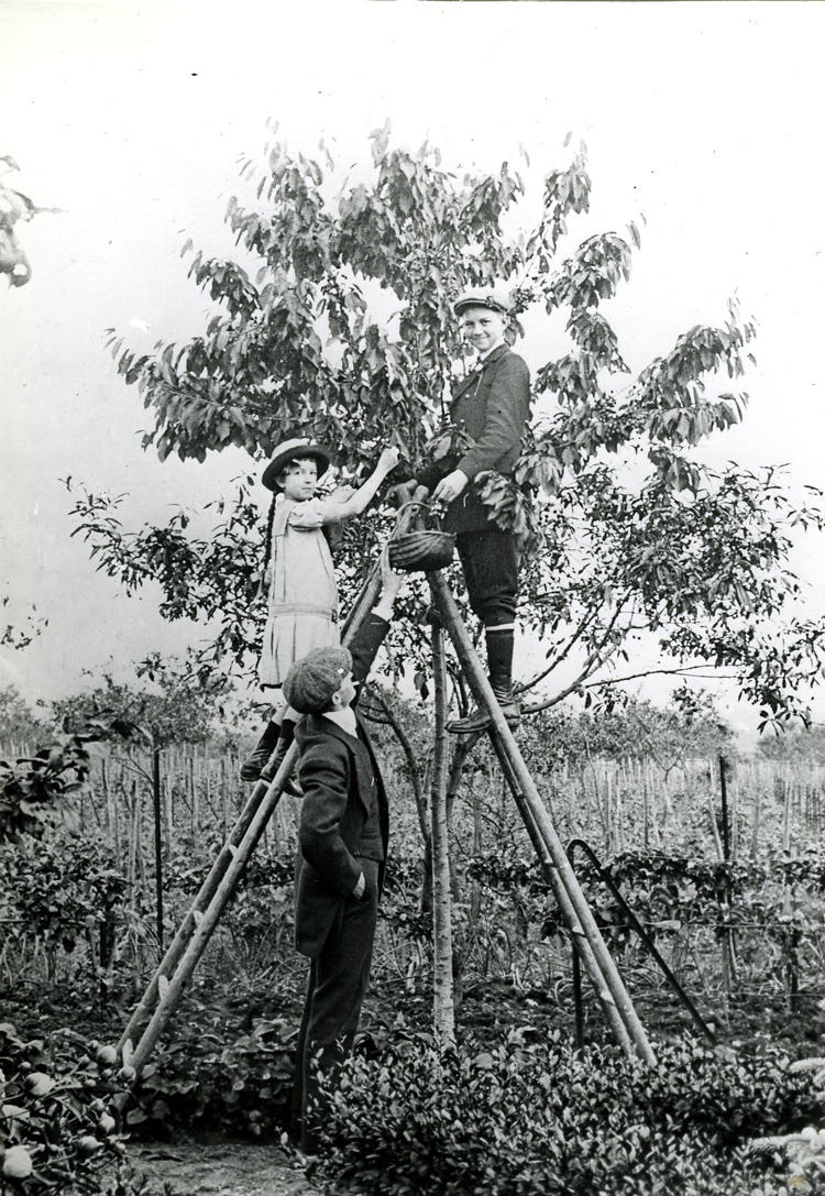 Ceuillette des cerises par Daniel Chevalier