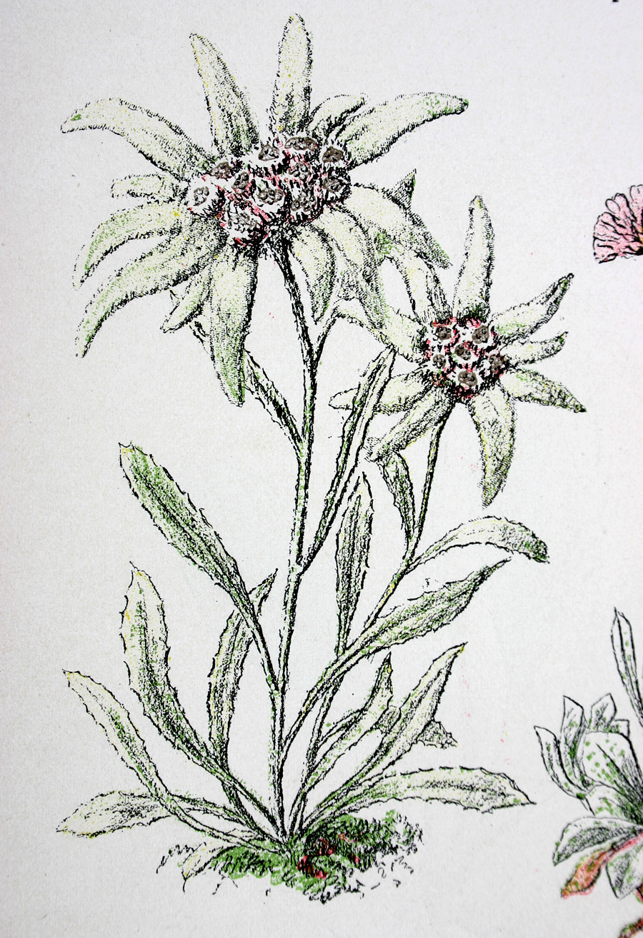 Edelweiss, 1894