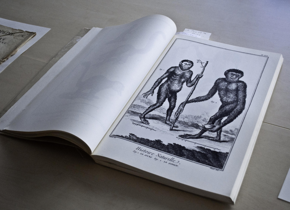 Vue d'une gravure représentant deux singes dans l'Encyclopédie de Diderot et d'Alembert.<br>