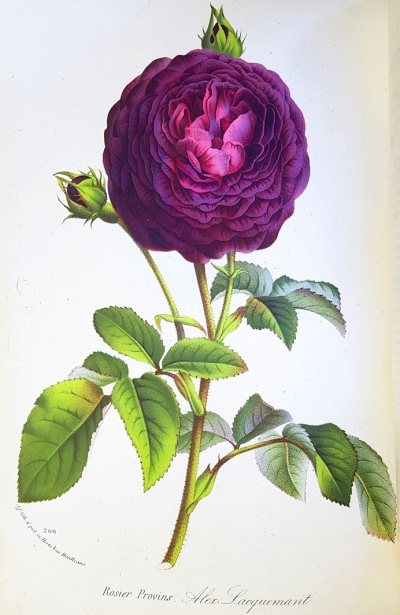Gravure de fleur. © Herbiers de l'Université Claude Bernard Lyon 1.
