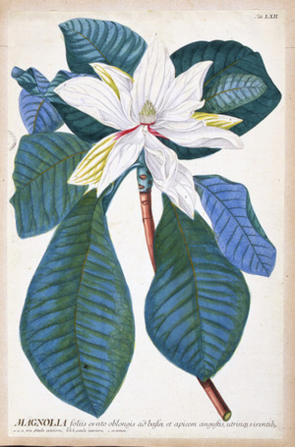 Magnolia. Estampe, 18e siècle. ©&nbsp;Bibliothèque municipale de Grenoble