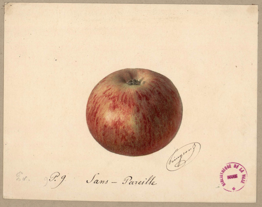 Pomme nommée Sans-Pareille.  Le Verger d'Alphonse Mas. Médiathèque de Bourg-en-Bresse.