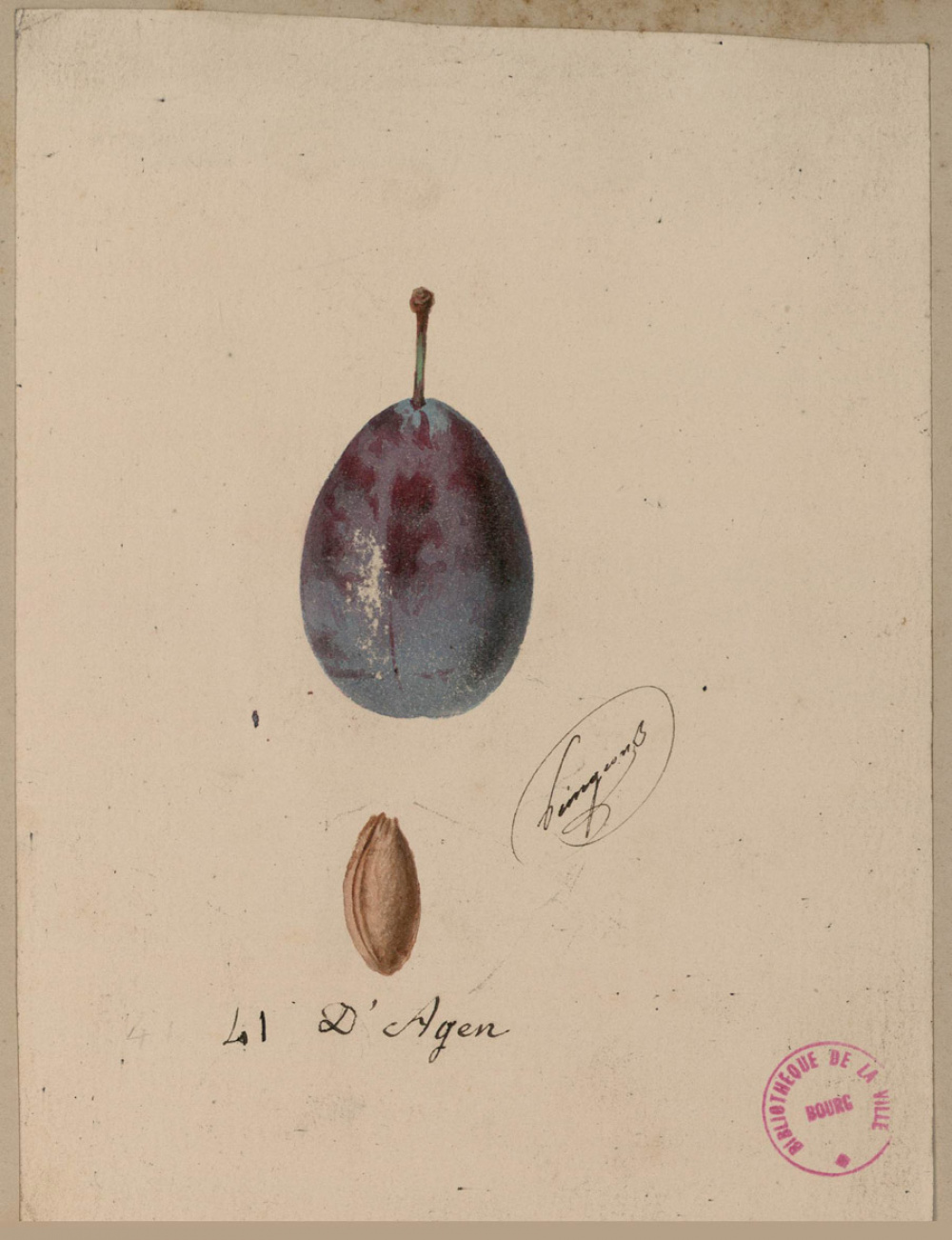 Prune nommée Agen.  Le Verger d'Alphonse Mas. Médiathèque de Bourg-en-Bresse.