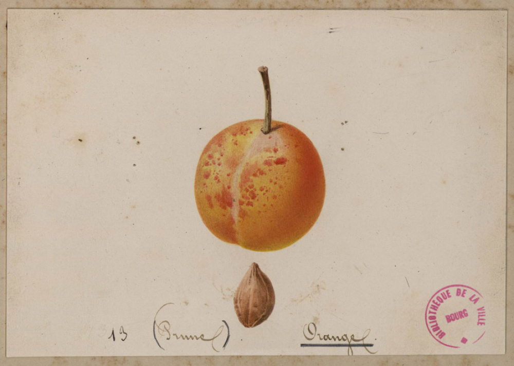 Prune nommée Orange.  Le Verger d'Alphonse Mas. Médiathèque de Bourg-en-Bresse.